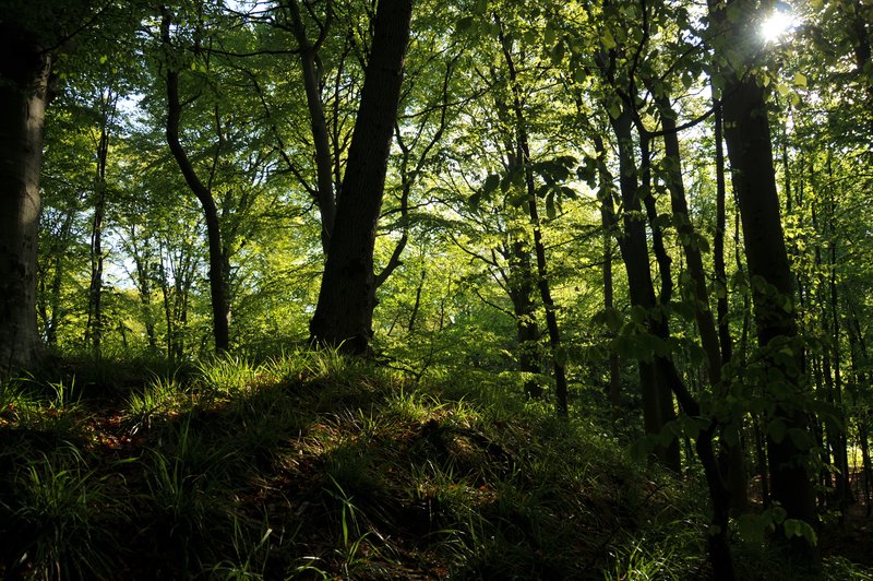 Schrobach Stiftung Naturwald Bäume